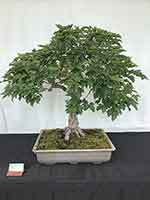 Trident Maple